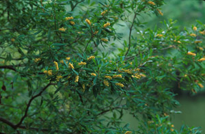 Black Titi, Buckwheat Tree yellow flowers